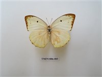 藏品(細波遷粉蝶)的圖片